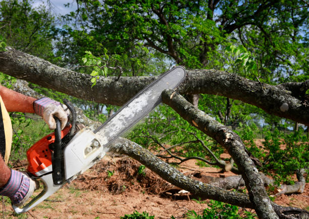 Why Choose Our Tree Removal Services in Gumlog, GA?